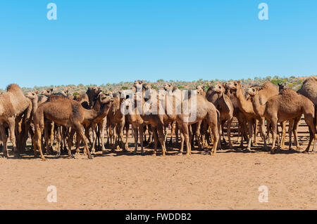 Les chameaux de Simpson Desert, Birdsville, Queensland, Australie Banque D'Images