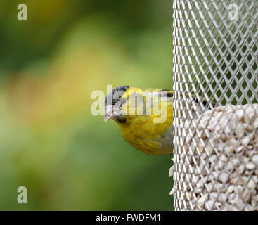 Eurasienne mâle tarin (Carduelis spinus) sur une mangeoire à graines de tournesol dans un jardin à Surrey, dans le sud de l'Angleterre, Royaume-Uni Banque D'Images