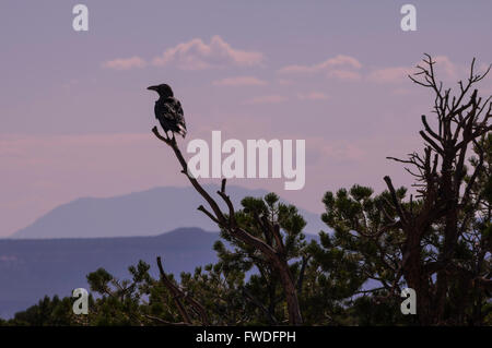 Un corbeau perché sur une branche apparaît découpé sur un ciel de fin de soirée, les montagnes derrière dans un brouillard de mauve. Banque D'Images