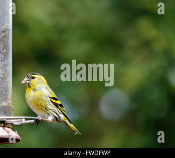 Eurasienne mâle tarin (Carduelis spinus) sur une mangeoire à graines de nigelle dans un jardin à Surrey, dans le sud de l'Angleterre, Royaume-Uni Banque D'Images