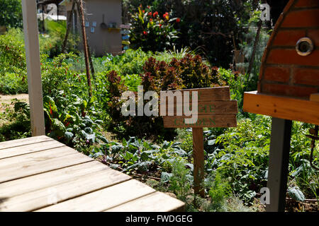 Mon jardin de légumes Banque D'Images