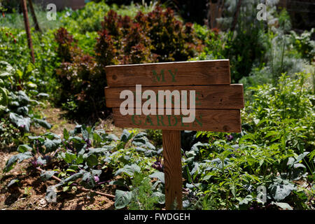 Mon jardin de légumes Banque D'Images