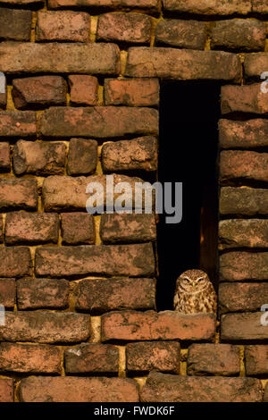 Petit hibou / Chouette Minervas ( Athene noctua ) assis, les bains de soleil dans un trou de chouette d'une ancienne ferme de construction de briques rouges. Banque D'Images