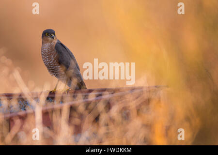 Blanche eurasienne (Accipiter nisus). son oiseau-de-proie est très répandu en Europe, en Asie et en Afrique. Un homme adulte accédons Banque D'Images