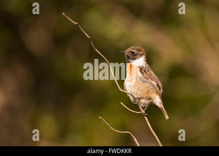 Stonechat commun, ou European Stonechat (Saxicola rubicola). Ce petit oiseau chanteur doit son nom à son appel, qui ressemble à Banque D'Images