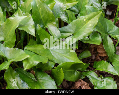 L'Arisarum proboscideum (Queue) feuillage des plantes de la souris Banque D'Images