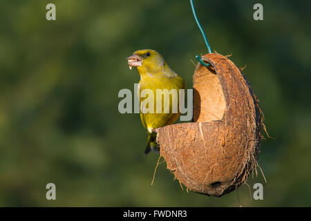 Verdier d'Europe (Carduelis chloris Chloris chloris /) de manger à la mangeoire de jardin Banque D'Images