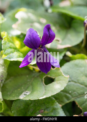 Viola odorata 'Reine Charlotte' Fleur Banque D'Images