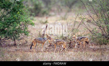 Le chacal à dos noir dans le parc national Kruger, Afrique du Sud ; espèce Canis mesomelas famille des canidés Banque D'Images