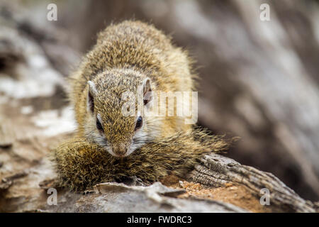 Smith's bush squirrel en Kruger National Park, Afrique du Sud ; Espèce Paraxerus cepapi famille des Sciuridés Banque D'Images