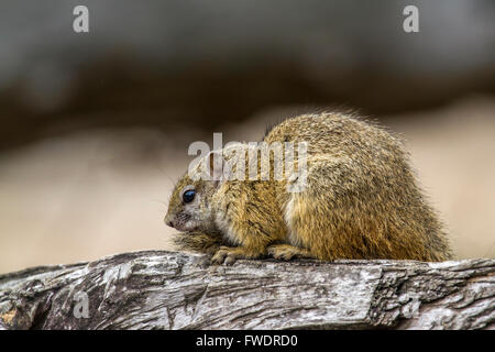 Smith's bush squirrel en Kruger National Park, Afrique du Sud ; Espèce Paraxerus cepapi famille des Sciuridés Banque D'Images