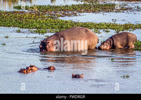 Hippopotames dans le parc national Kruger, Afrique du Sud ; espèce de la famille des Hippopotamidae Hippopotamus amphibius Banque D'Images