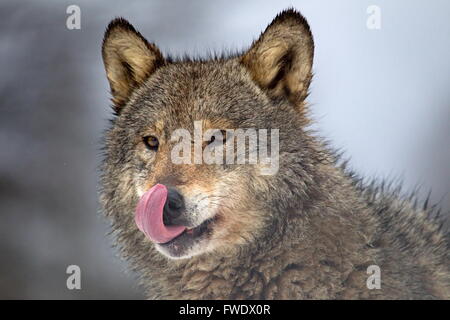 Portrait d'un loup en Biélorussie Banque D'Images