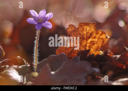 Hepatica nobilis flower Banque D'Images