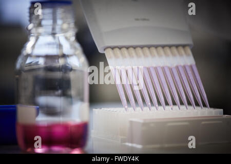 La pipette et dirigé plusieurs puits pipettes multicanaux essais fluides de traitement du sang Banque D'Images