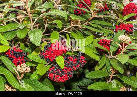 Hoarwithy Twistwood Wayfaring Tree, Arbre Viburnum lantana repas de fruits d'automne Banque D'Images