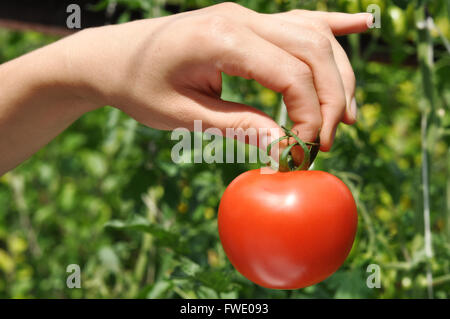 Women's arm holding red tomate mûre dans les conseils Banque D'Images