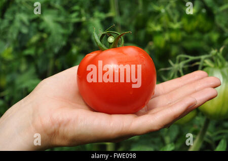 Women's arm holding red ripe tomato Banque D'Images