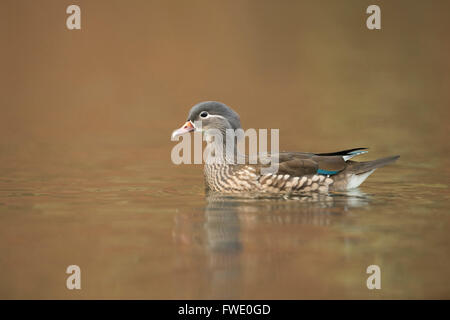 Canard Mandarin Aix galericulata / Mandarinente ( ), jolie femme, nage fermer le long. Banque D'Images