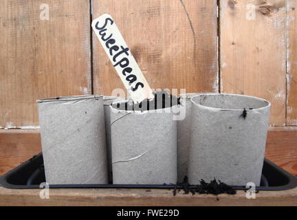 Pois de graines semées en rouleau de papier toilette en carton emballages intérieurs au début d'avril, d'un jardin intérieur, England UK Banque D'Images