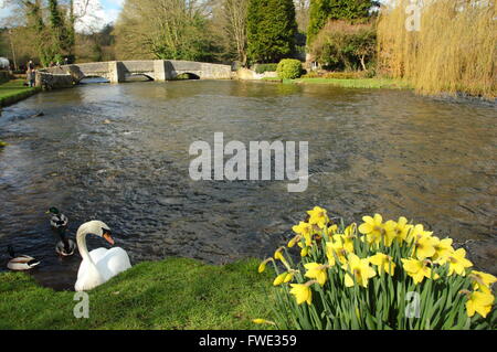 Un cygne sur la rivière Wye par le pont sheepwash à Ashford dans l'eau ; un village de parc national de Peak District Derbyshire UK Banque D'Images