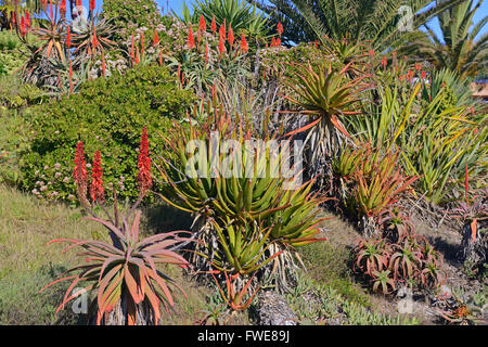 L'aloès (Aloe sp.), Lambert's Bay, Western Cape, Afrique du Sud, l'Afrique Banque D'Images