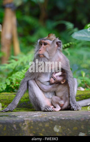 Les macaques à longue queue, la forêt des singes sacrés, Ubud, Bali, Indonésie Banque D'Images