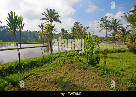 Terrasses de riz, printemps temple Pura Gunung Kawi, Bali, Indonésie Banque D'Images