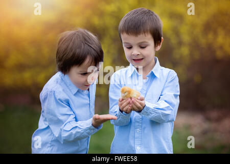 Petit Poussin dans les mains de l'enfant, mignon petit garçon, tenue 3 jours mignon poussin jaune, son frère le regarder et profiter de la ch Banque D'Images