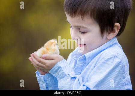 Petit Poussin dans les mains de l'enfant, mignon petit garçon, tenue 3 jours mignon poussin jaune Banque D'Images