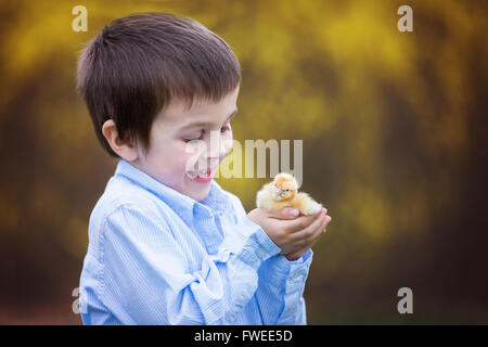 Petit Poussin dans les mains de l'enfant, mignon petit garçon, tenue 3 jours mignon poussin jaune Banque D'Images