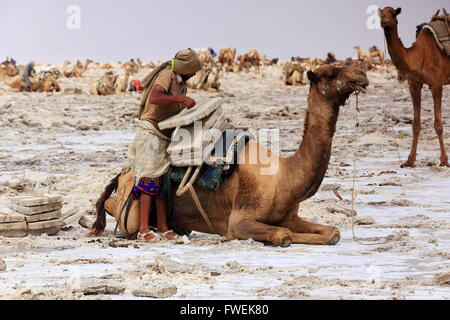 L'ÉTHIOPIE, DANAKIL-MARS 28 : charges travailleur Tigrayan un dromadaire avec amole-sel en plaques de l'ganfur-4 kg.taille-transport au marché. Banque D'Images