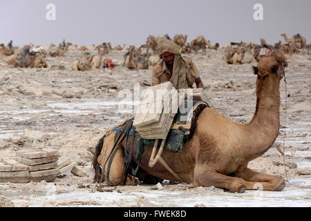 L'ÉTHIOPIE, DANAKIL-MARS 28 : charges travailleur Tigrayan un dromadaire avec amole-sel en plaques de l'ganfur-4 kg.taille-transport au marché. Banque D'Images