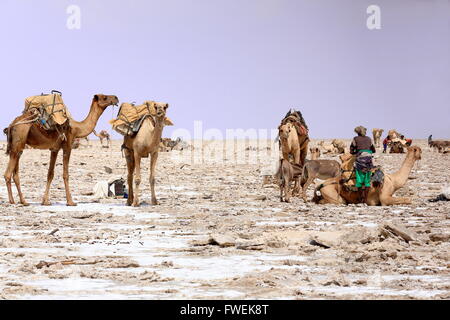 L'ÉTHIOPIE, DANAKIL-MARS 28 : Loin des charges de travail avec dromadaire amole-sel en plaques de l'ganfur-4 kg.taille-transport à Berahile mrkt Banque D'Images