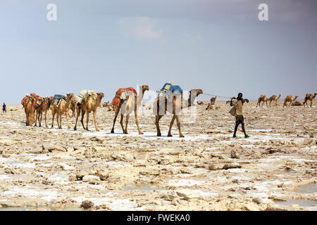 L'ÉTHIOPIE, DANAKIL-MARS 28 : herder Afar dromadaires conduit chargé avec amole-sel en plaques de l'ganfur.kg-4 de transport taille mrkt Banque D'Images