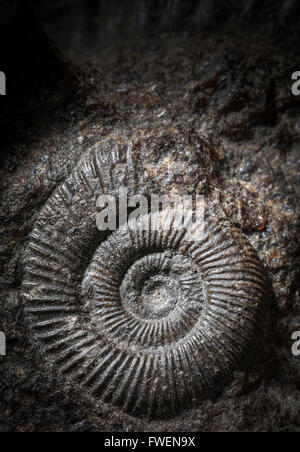 L'ammonite fossile découvert à l'intérieur d'une roche dans le Yorkshire, UK Banque D'Images