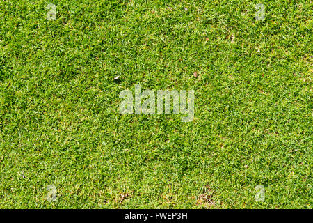 Ce résumé image montre quelques vert tropical les herbes courtes et rien d'autre dans un détail de la nature de la texture photo. Banque D'Images