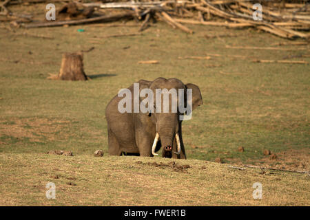 Asian Elephant tusker énorme est sentir en été Banque D'Images