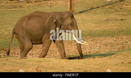 Asian Elephant tusker énorme est la marche en été Banque D'Images