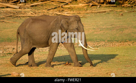 Asian Elephant tusker énorme est sentir en été Banque D'Images