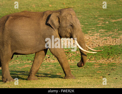 Asian Elephant tusker énorme est la marche en été Banque D'Images