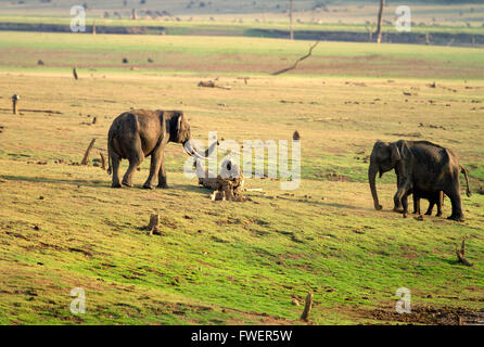 Asian Elephant tusker énorme est l'odeur de l'herbe verte dans la famille land Banque D'Images