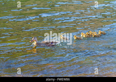 Une cane nage avec ses poussins dans la rivière Deschutes tout en jouant à suivre le chef. Banque D'Images