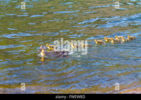 Une cane nage avec ses poussins dans la rivière Deschutes tout en jouant à suivre le chef. Banque D'Images