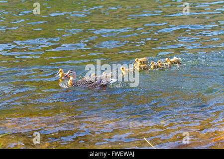 Une cane nage avec ses poussins dans la rivière Deschutes tout en jouant à suivre le chef. Banque D'Images