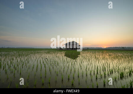 Maison en bois abandonnée au milieu de rizières avec un lever du soleil ciel en arrière-plan. Banque D'Images