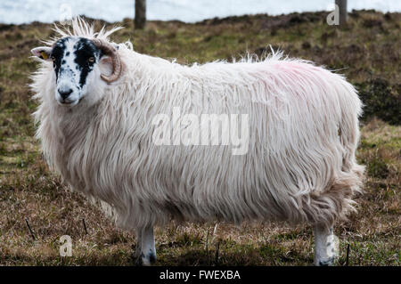 Moutons Blackface au sommet d'une haute falaise. Banque D'Images