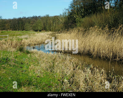 Le North Walsham et Dilham Canal (Rivière Ant) ci-dessous Honing Lock, Norfolk.mal ensablé cette section sera finalement restauré à utiliser. Banque D'Images