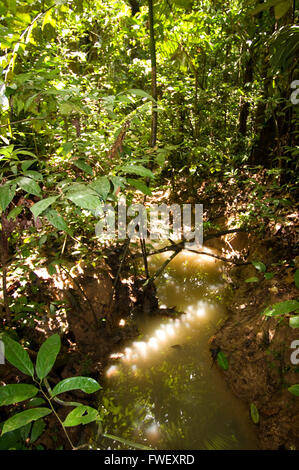 Plan général de la jungle amazonienne et la forêt primaire, près de Lima, Pérou, Loreto, l'Amazonie. Banque D'Images