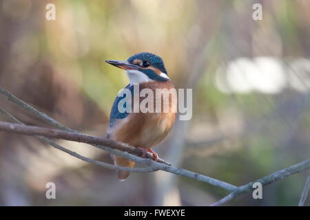 Kingfisher Meinerswijk à Arnhem aux Pays-Bas en zone inondable Banque D'Images